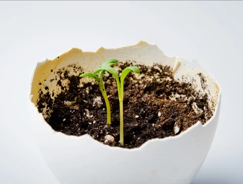 Growing seed in eggshell. Time lapse. Stock Footage 89936146