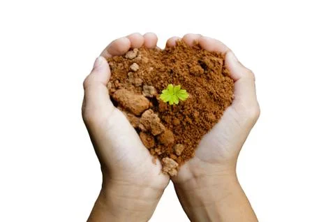 Growing seed in hand Stock Photos