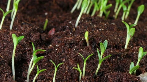 Growing seed of marigold 4k Stock Footage 60215633
