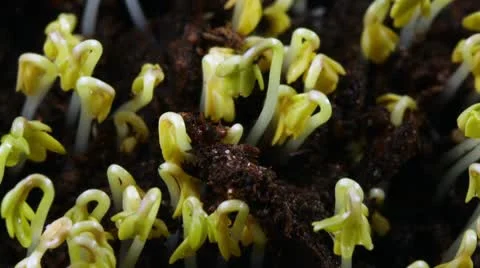 Growing seed of salad Stock Footage 10727648