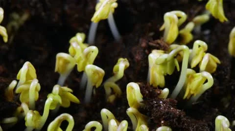 Growing seed of salad Stock Footage 10727650