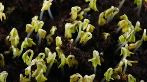 Growing seed of salad Stock Footage 10727655