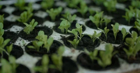 Growing seedling in the greenhouse. Stock Footage