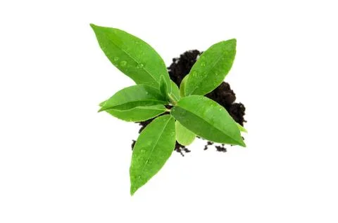 Growing seedling Stock Photos