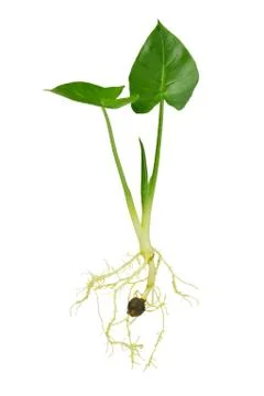 Growing seedling Foto stock
