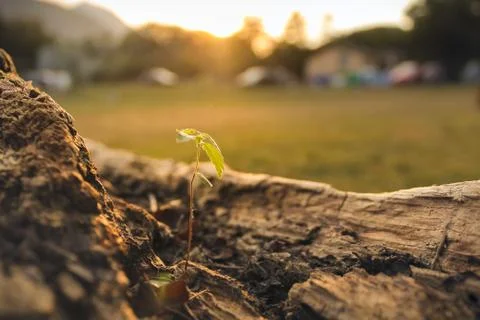 Growing seedling Stock Photos