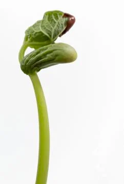 Growing seedling from red bean Stock Photos