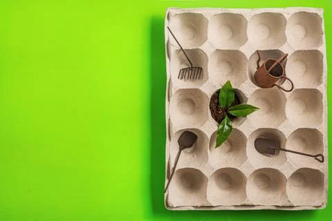 Growing seedlings in container cells for spring gardening Stock Photos