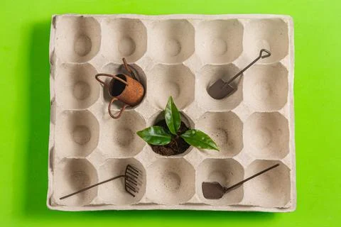 Growing seedlings in container cells for spring gardening Stock Photos