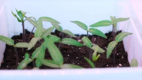 Growing seedlings for the garden in spring, 스톡 동영상 129255164