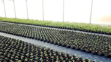 Growing seedlings in the greenhouse Stock Footage 85997835