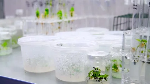 Growing seedlings in laboratory tubes. Laboratory studies new plant breedin.. Stock Footage 320997657