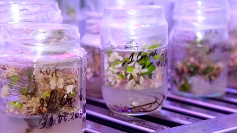 Growing seedlings in laboratory tubes. Laboratory studies new plant breedin.. Stock Footage 320997663