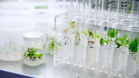 Growing seedlings in laboratory tubes. Laboratory studies new plant breedin.. Stock Footage 320997666