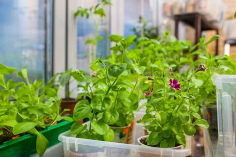 Growing seedlings Stock Photos