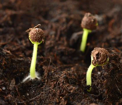 Growing seedlings Foto stock