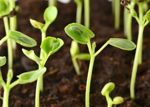 Growing seedlings 库存照片
