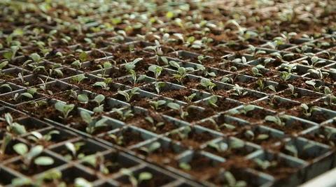Growing seedlings in pots Video stock 62638361