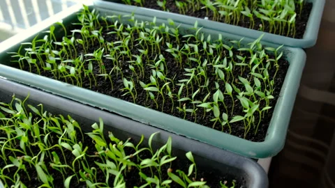 Growing seedlings on the window . Selective focus. Stock Footage 304810245
