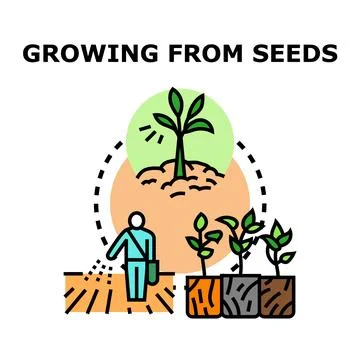 Growing from seeds and planting process concept Stock Illustration