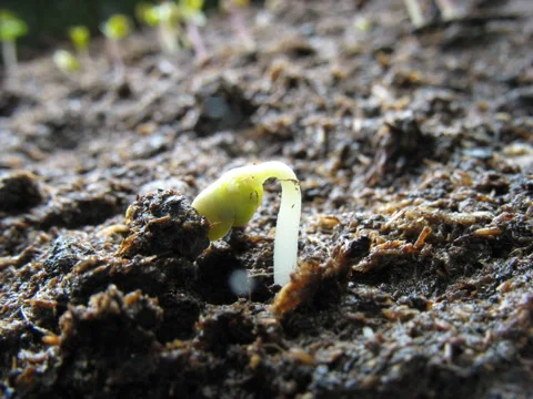 Growing seeds Stock Footage 3310450