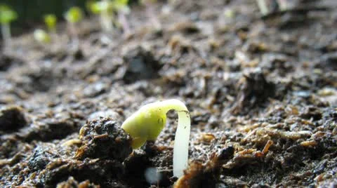 Growing seeds Stock Footage 8915216