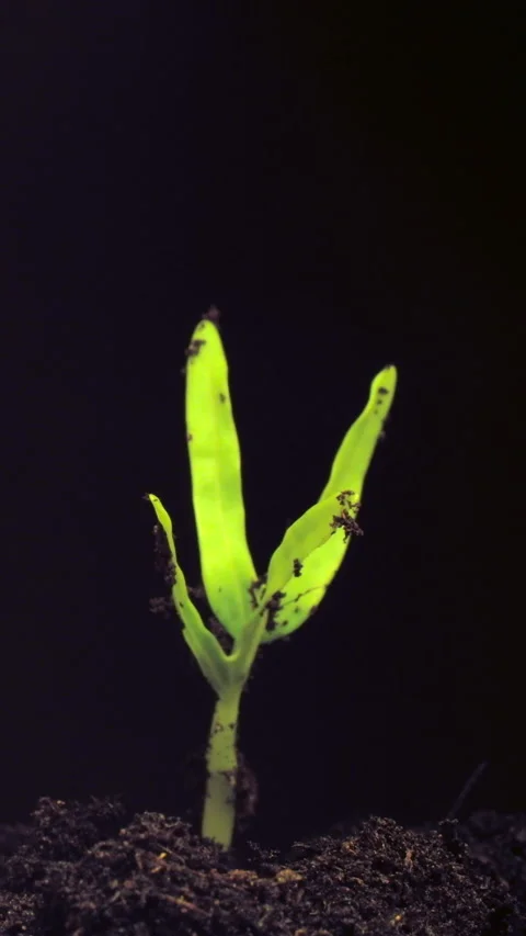Growing seeds rising from soil time lapse 4k footage. Stock Footage 218567462