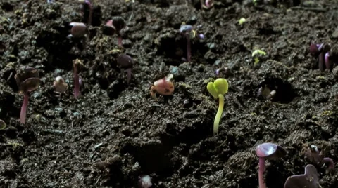 Growing seeds sideview close Stock Footage 8694527