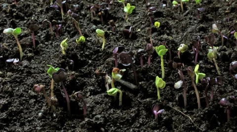 Growing seeds sideview wide Vidéo 8694410