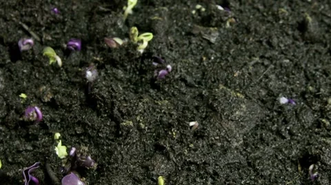 Growing seeds topview close Stock Footage 8694508