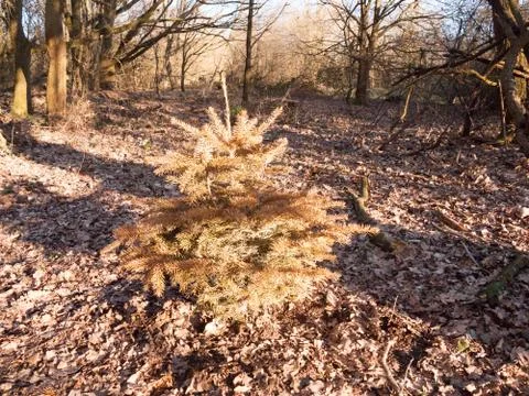 Growing single conifer spruce tree in centre of woodland uk forest Stock Photos