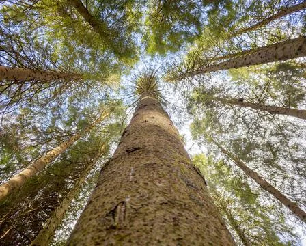 Growing to the sky Stock Photos