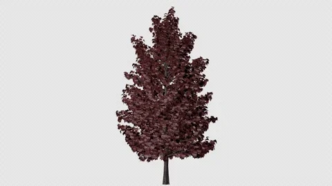 A growing slender tree with dark red foliage Stock Footage 311986480