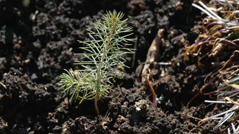A growing small spruce plant on the ground in Estonia Stock Footage 186237840