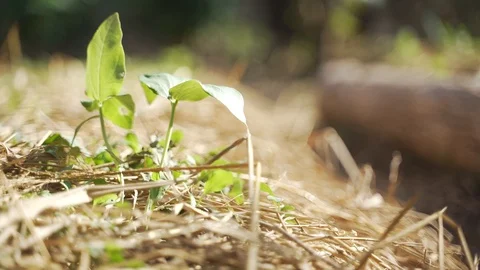 Growing small tree plant in soil plantation Stock Footage 121517372
