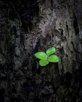 Growing small tree on tree trunk. Stock Photos