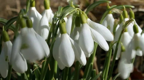 Growing snowdrops shakes in wing. Spring time. Stockbeeldmateriaal 36217337