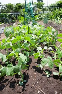 Growing soy beans Stock Photos