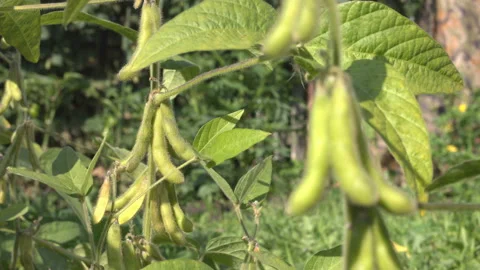 Growing soy in the garden. Stock-Footage 101686025