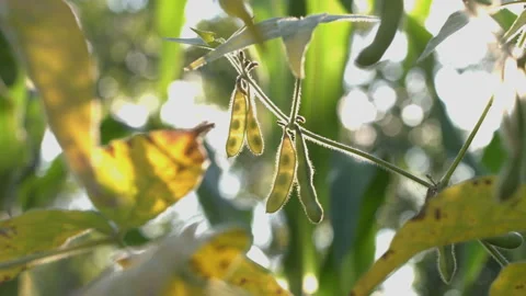 Growing soy in the garden. Video stock 101686163