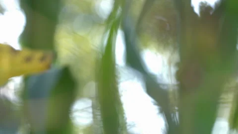 Growing soy in the garden. Видео 101686213