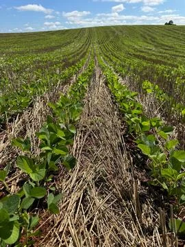 Growing Soybean Field Stock Photos