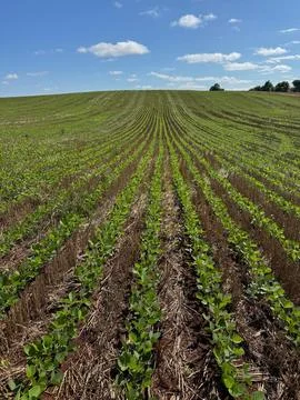 Growing soybean field Stock Photos