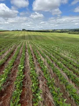 Growing Soybean Field Stock Photos