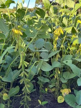 Growing Soybean Fields Stock Photos