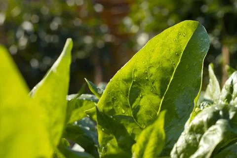 Growing spinach. Close-up. Stock Photos