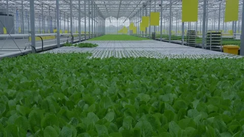 Growing spinach hydroponically in a greenhouse. Stock Footage 151392860