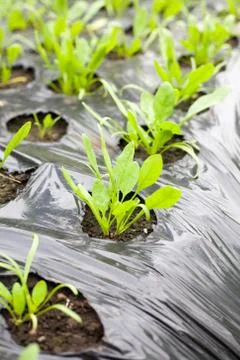 Growing spinach Stock Photos