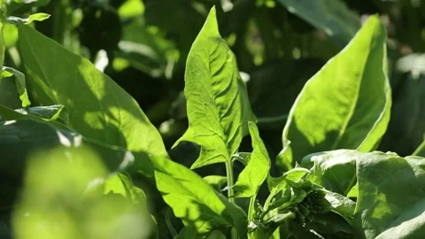 Growing spinach. Сlose-up. Stock Footage 301867342