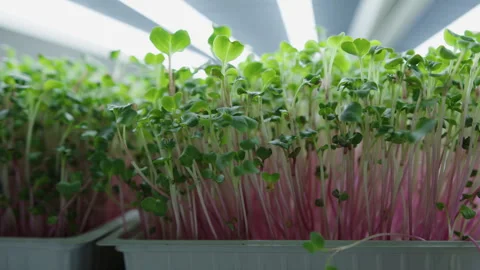 Growing sprout seeds into micro leaves in indoor garden setup Stock Footage 321439228